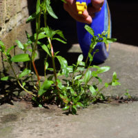 Monsato weed watered by gardener