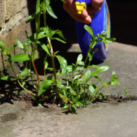 Monsato weed watered by gardener Monsato weed watered by gardener